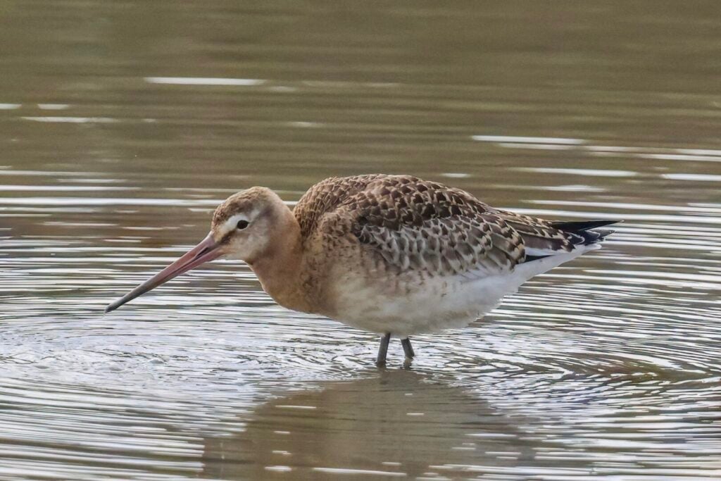 Icelandic Black-tailed Godwit