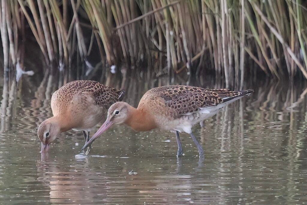 Icelandic Black-tailed Godwits