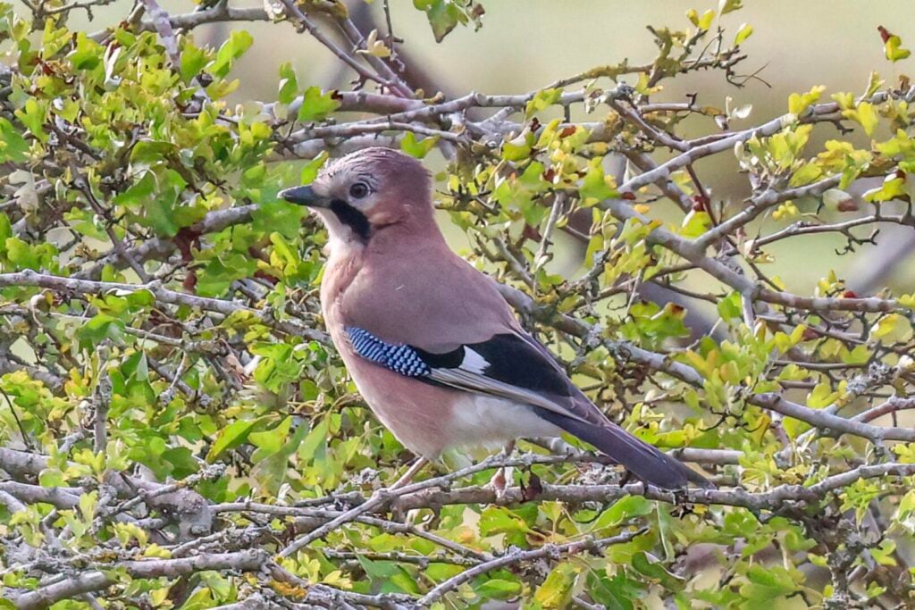 Jay
