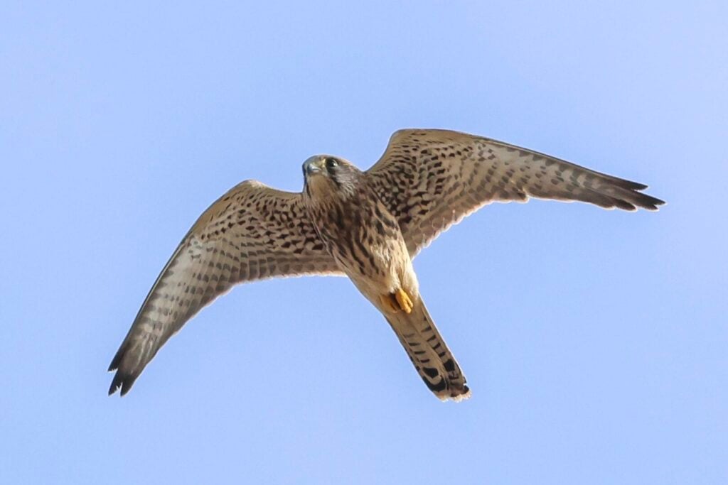 Kestrel