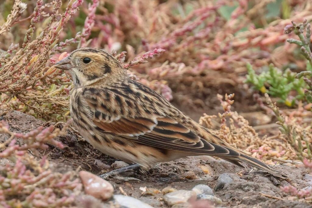 Lapland Bunting