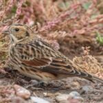Lapland Bunting