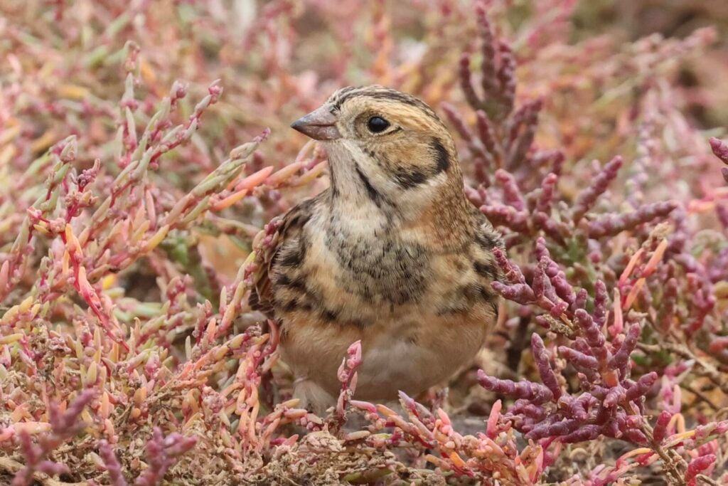 Lapland Bunting