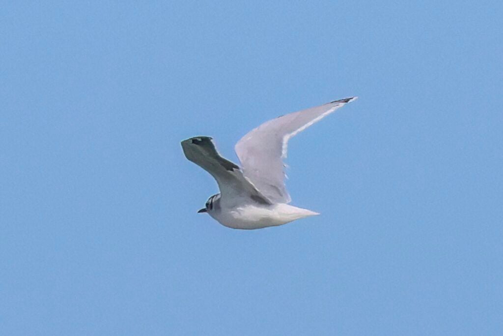 Little Gull
