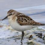 Little Stint