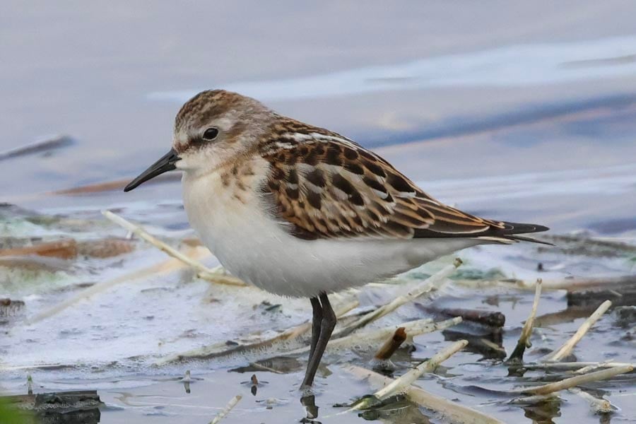 Little Stint