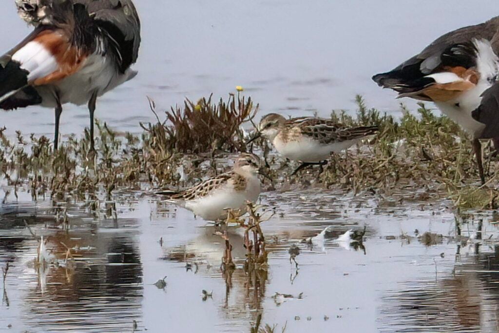 Little Stints
