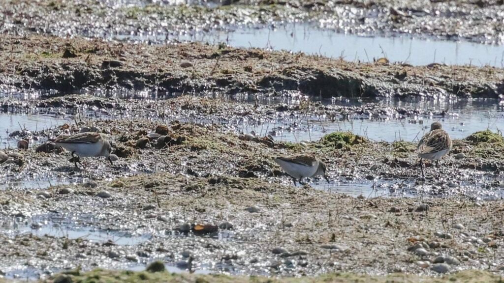 Little Stints