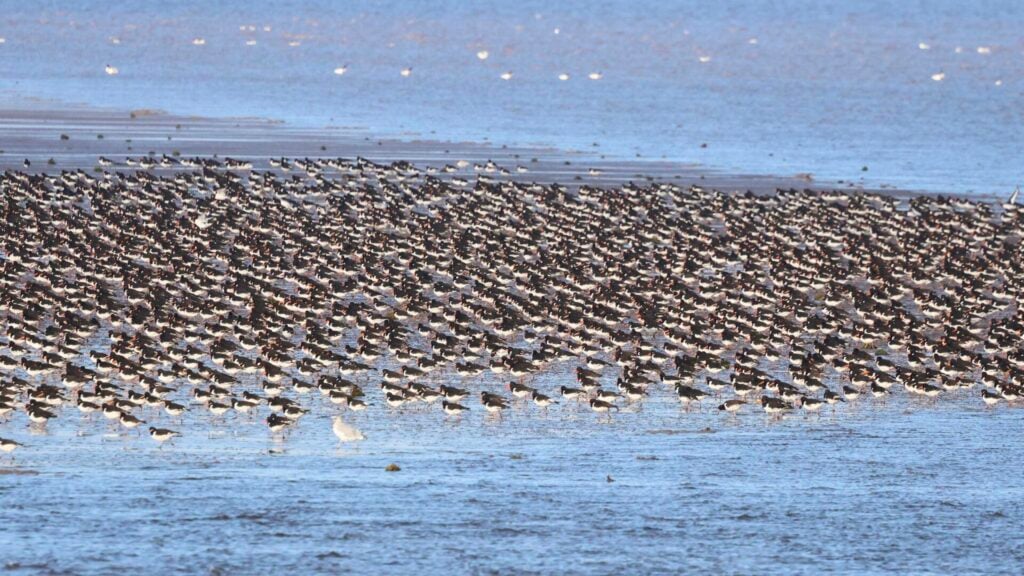 March of the Oystercatchers