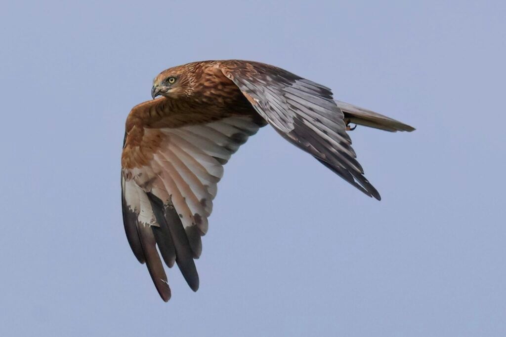 Marsh Harrier