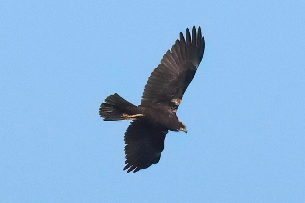 Marsh Harrier