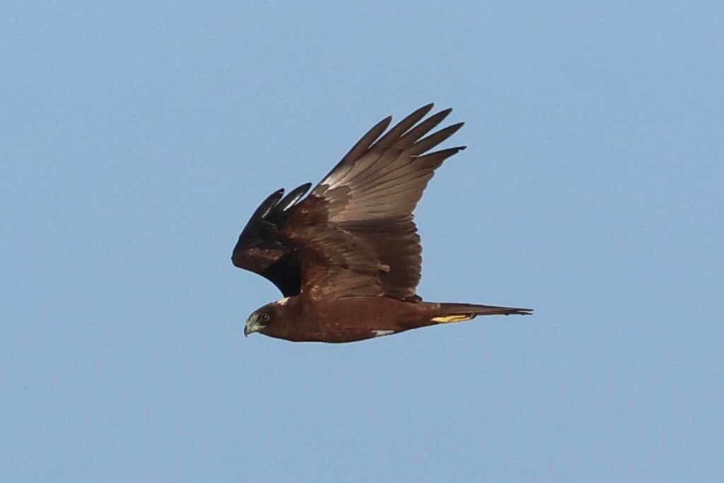 Marsh Harrier