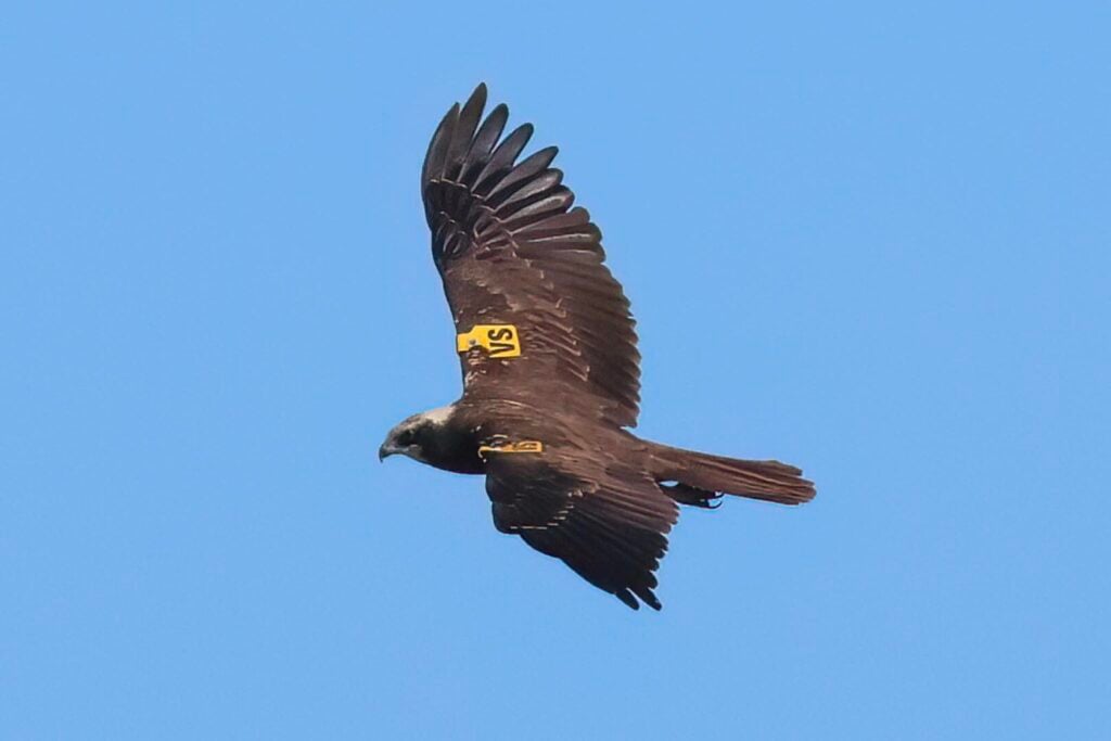 Marsh Harrier