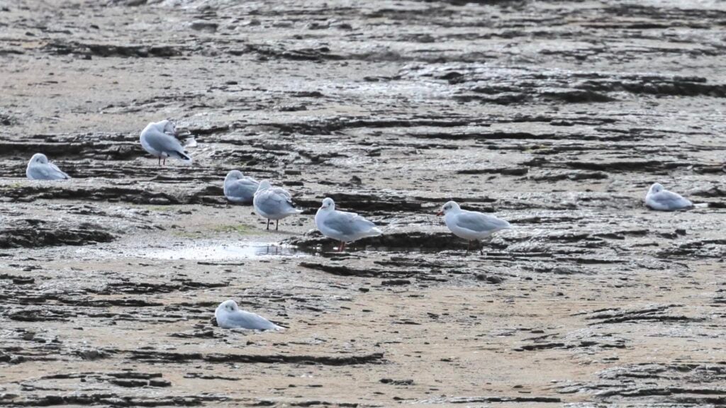 Mediterranean Gull