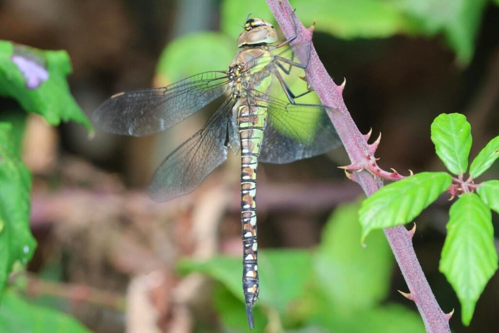 Migrant Hawker dragonfly