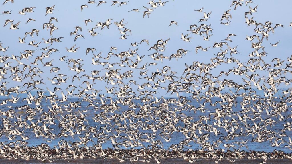 Oystercatchers