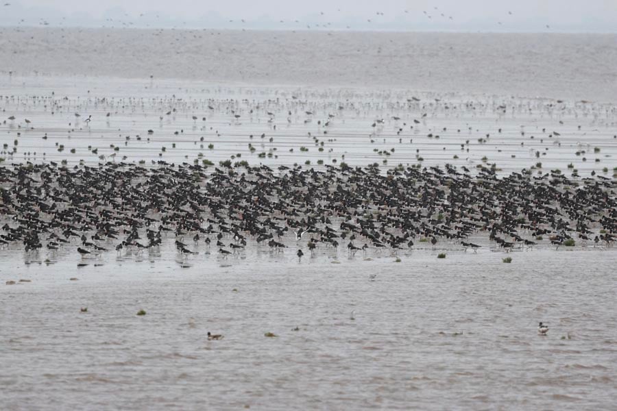 Oystercatchers