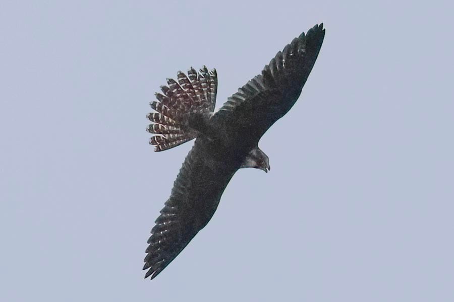 Peregrine