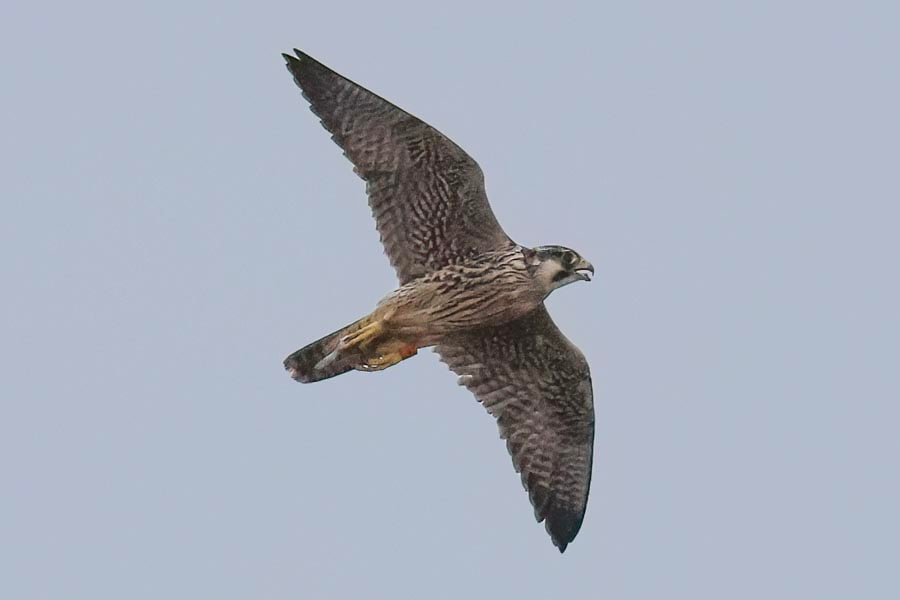 Peregrine 