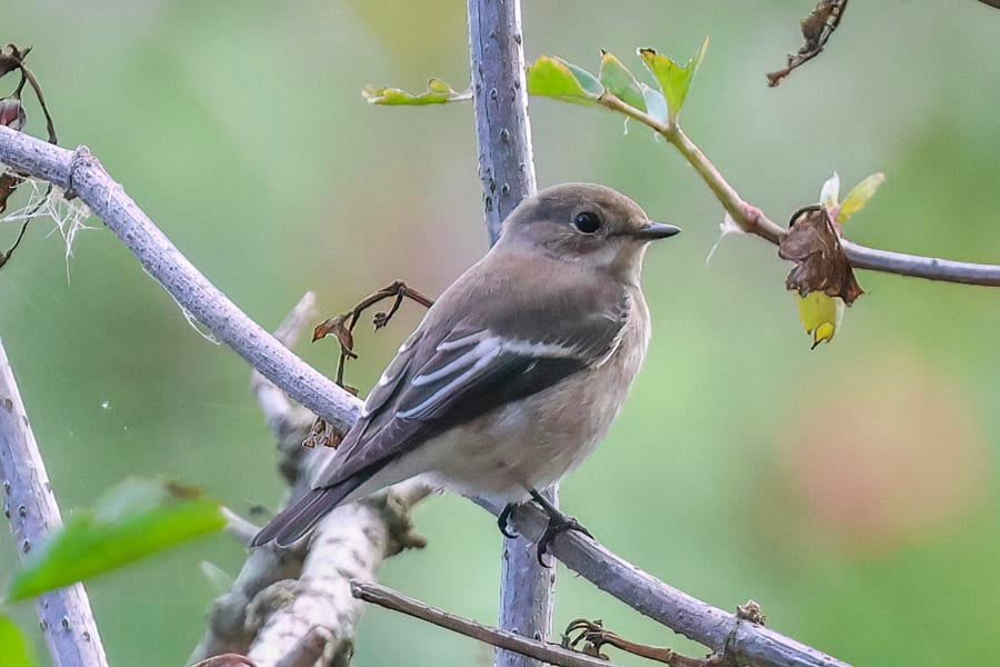 Pied Flycatcher