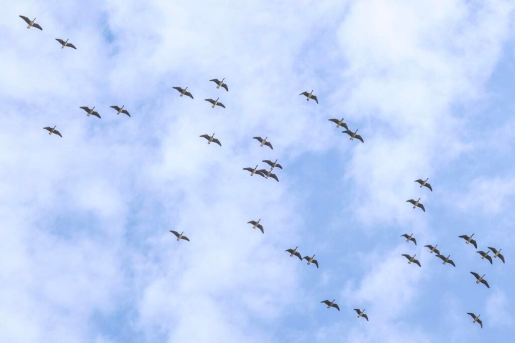Pink-footed Geese