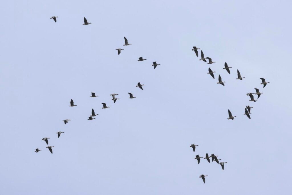 Pink-footed Geese