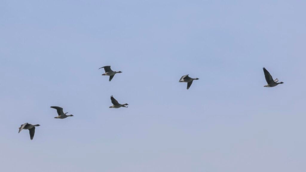 Pink-footed Geese