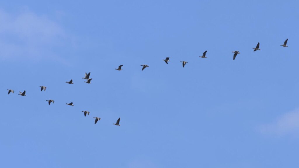 Pink-footed Geese