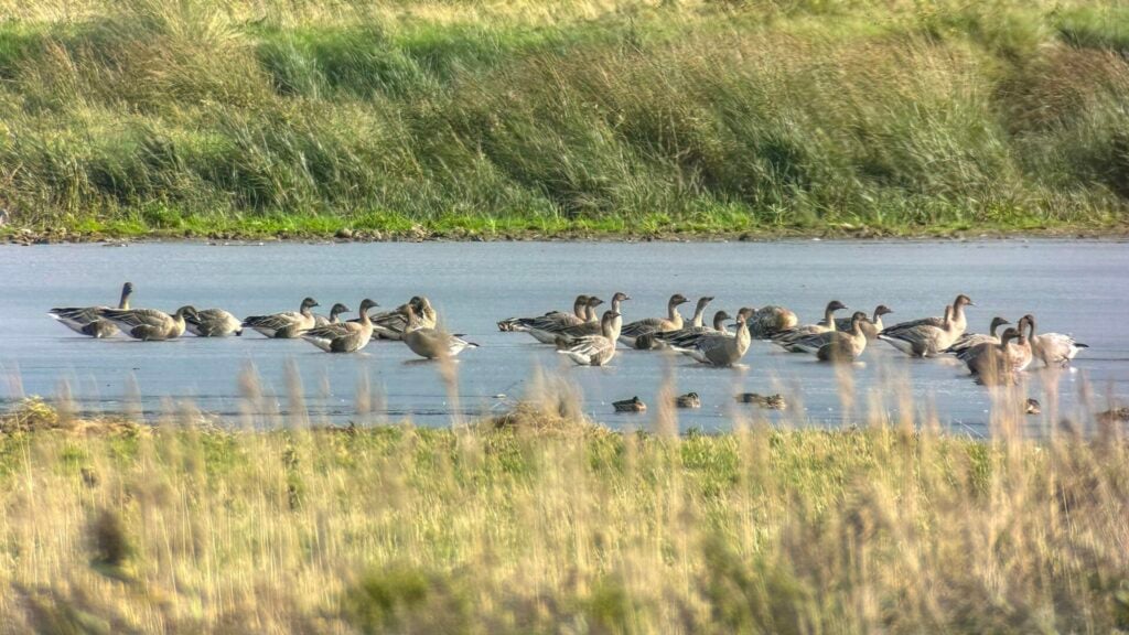 Pink-footed Geese
