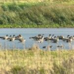 Pink-footed Geese