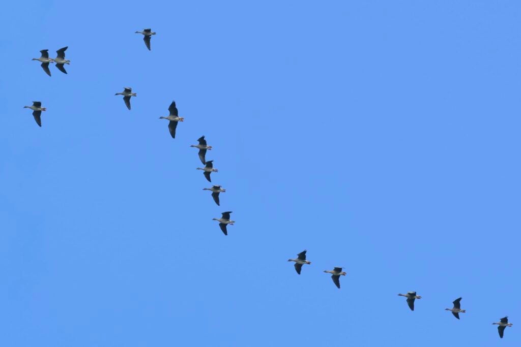 Pink-footed Geese
