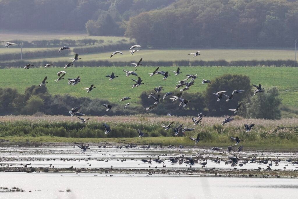 Pink-footed Geese