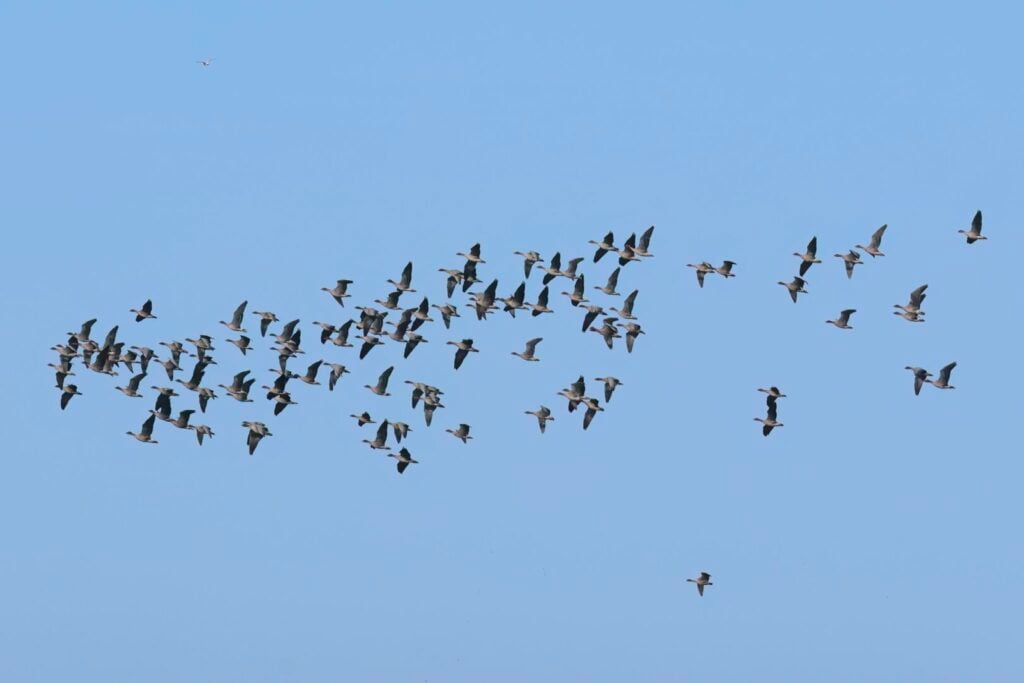 Pink-footed Geese
