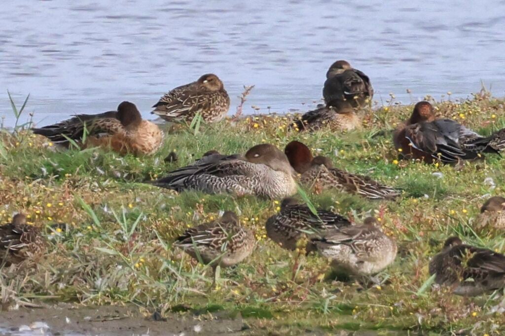 Pintail