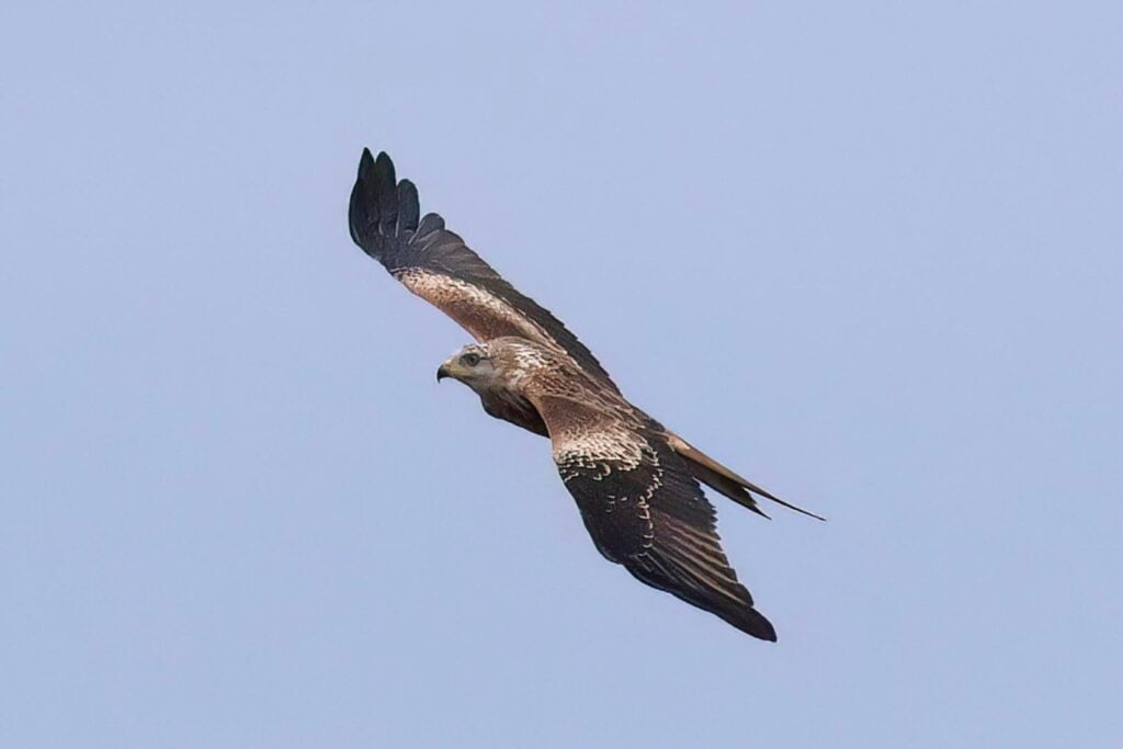 Red Kite