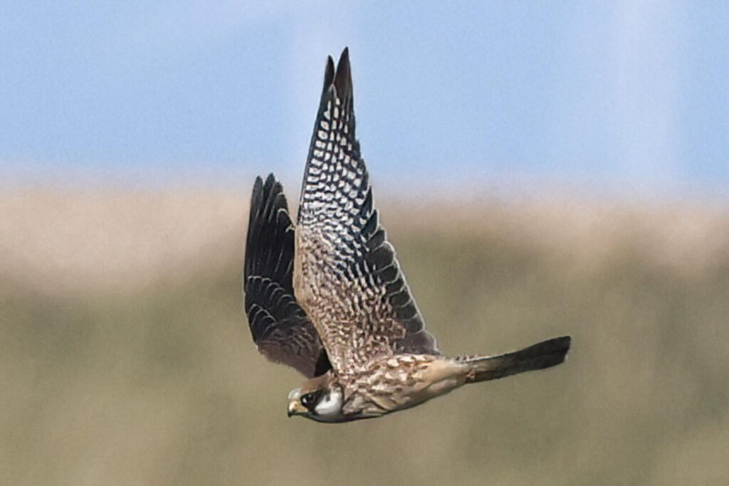 Red-footed Falcon