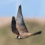Red-footed Falcon