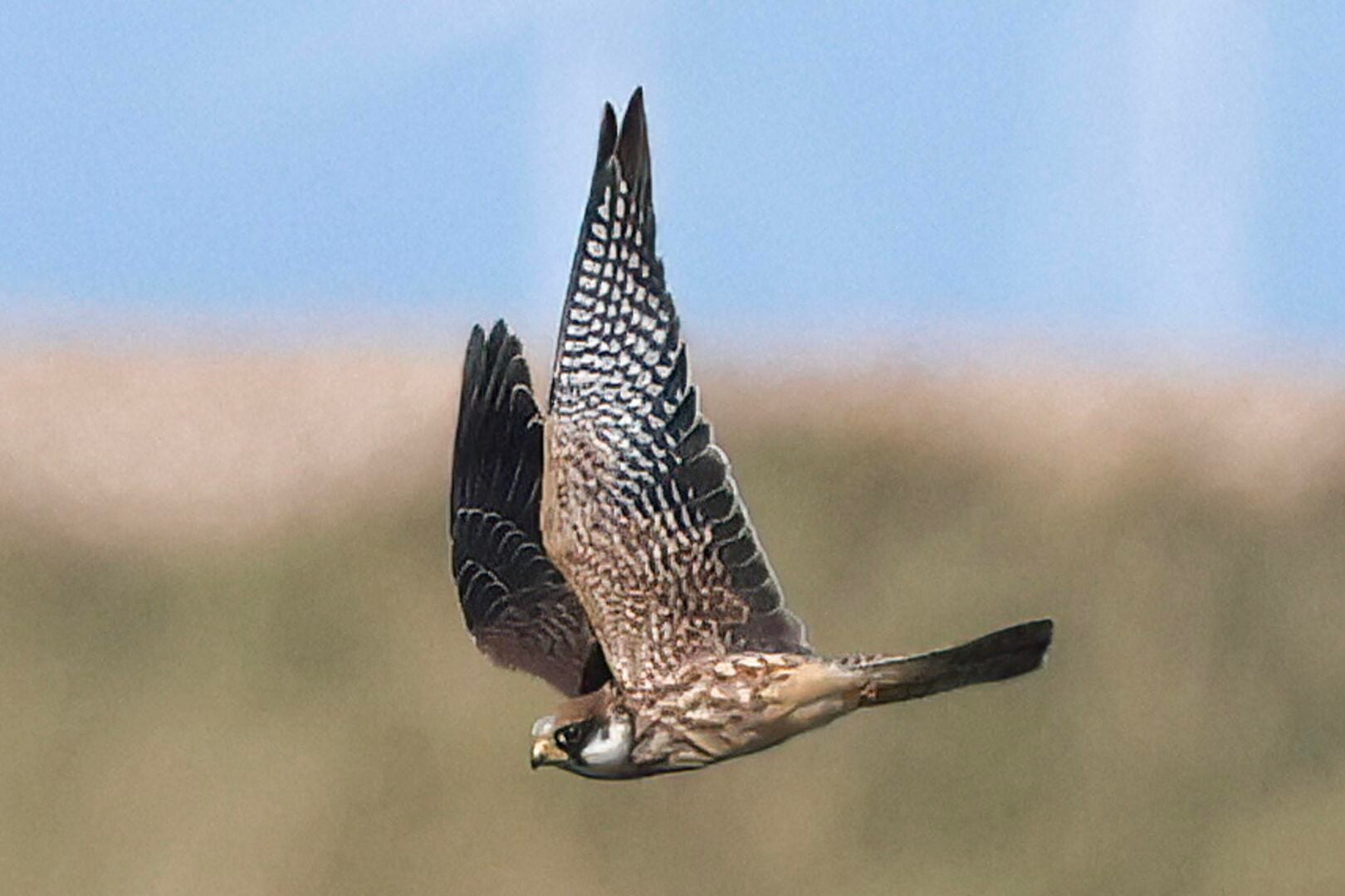 Red-footed Falcon