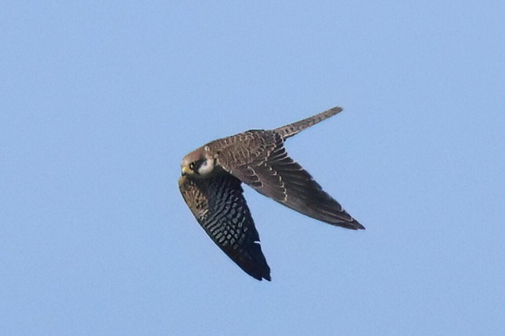 Red-footed Falcon