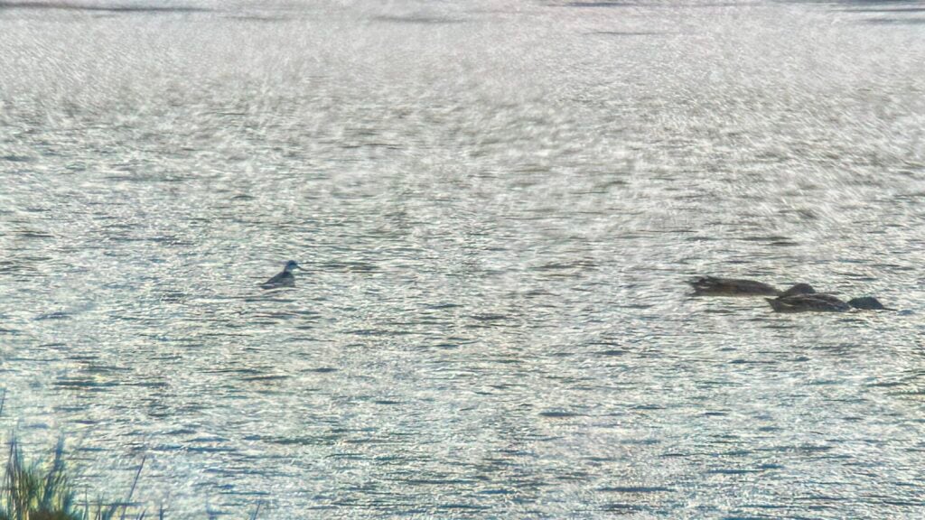 Red-necked Phalarope
