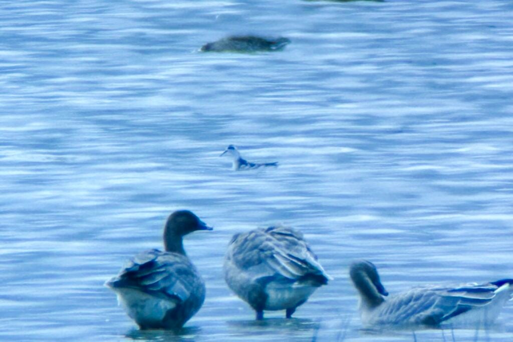 Red-necked Phalarope