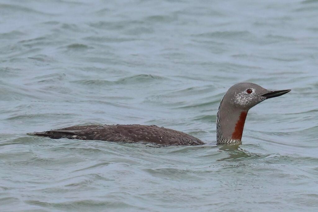 Red-throated Diver