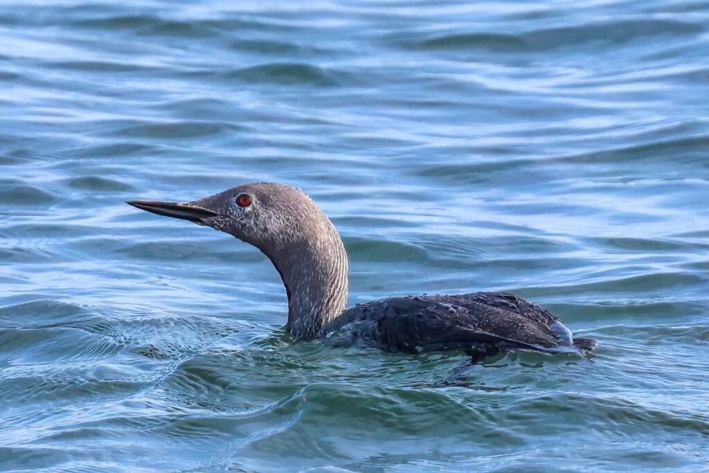 Red-throated Diver