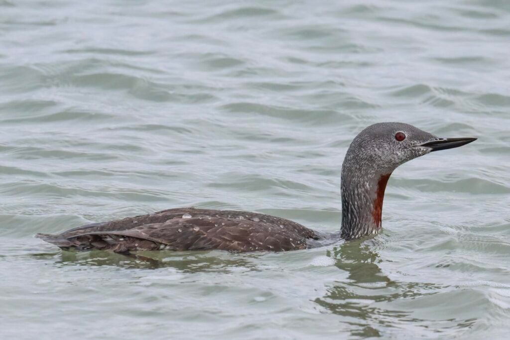 Red-throated Diver