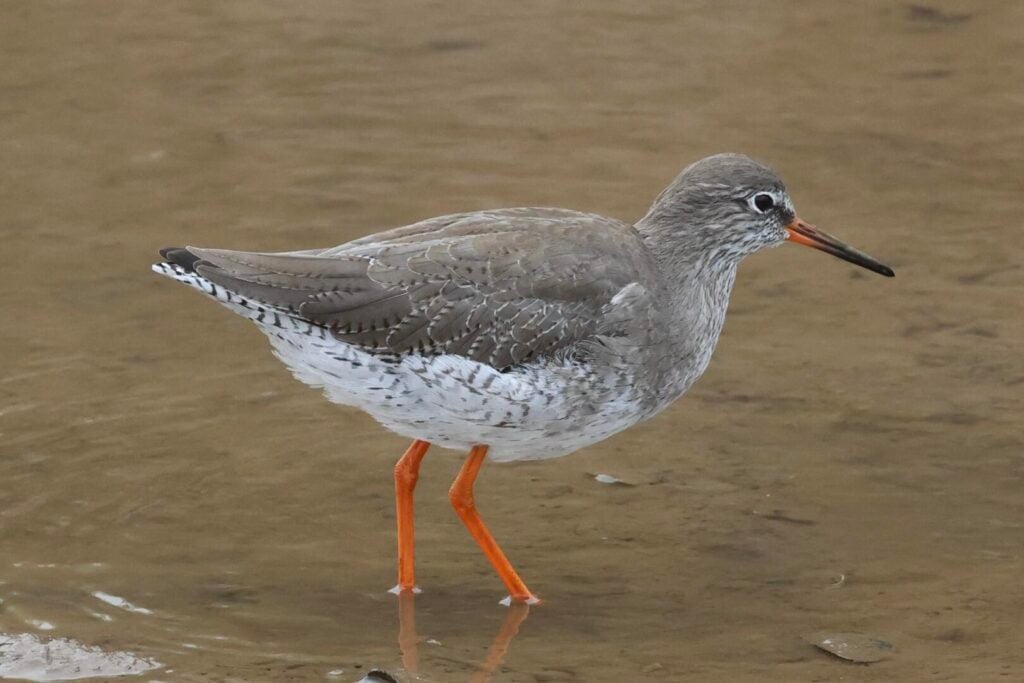 Redshank