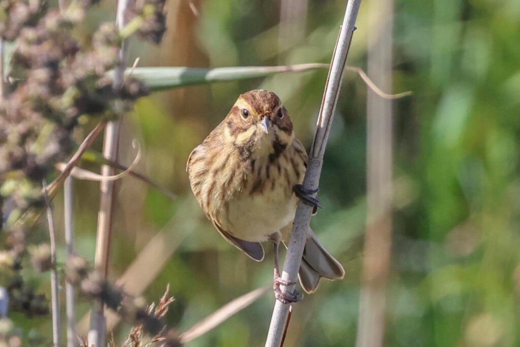 Reed Bunting