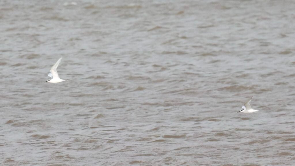 Sandwich Terns