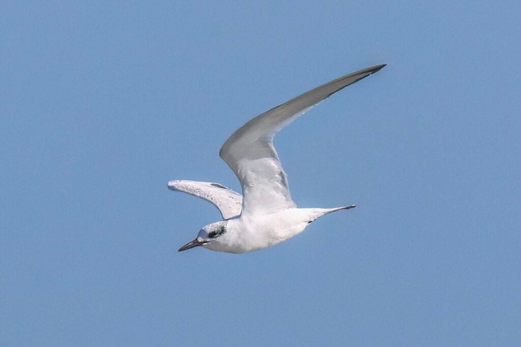 Sandwich Tern