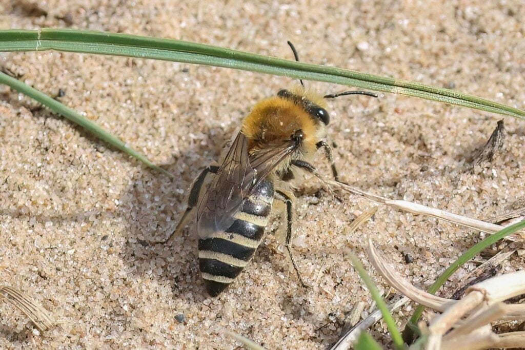 Sea Aster Bee