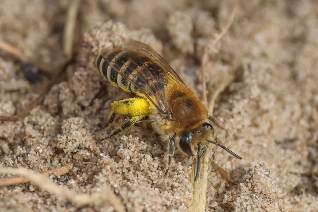 Sea Aster Bee Colletes halophilus